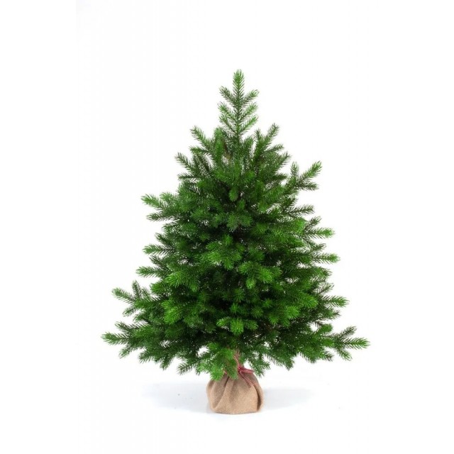 Ель Царь Елка Астерия Премиум 90см 3D